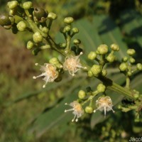 Filicium decipiens (Wight & Arn.) Thwaites
